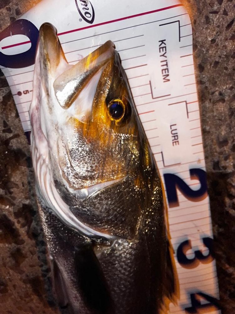 バイブレーションのリフトアンドフォールでスレがかり