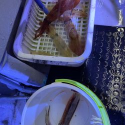 イカメタルで大剣狙い