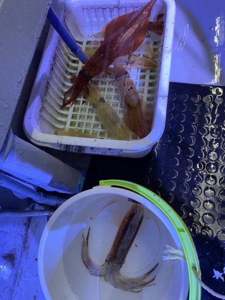 イカメタルで大剣狙い