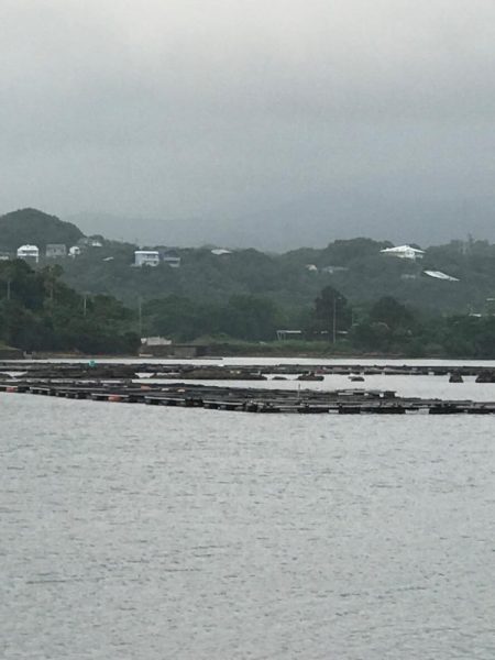 タカノハダイの日