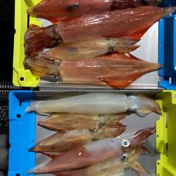 日本海でケンサキイカ