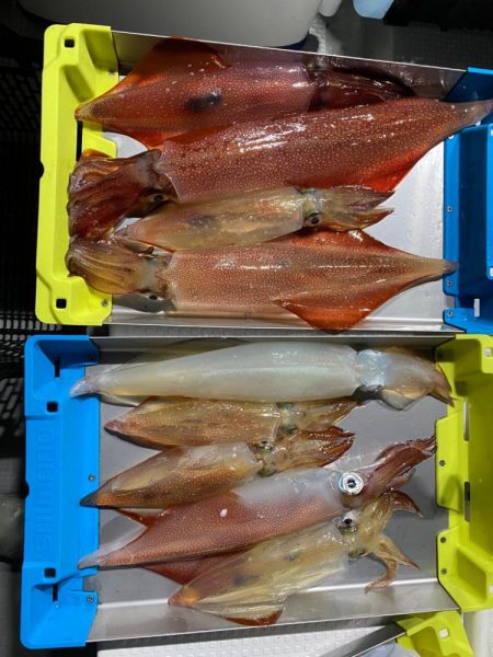 日本海でケンサキイカ