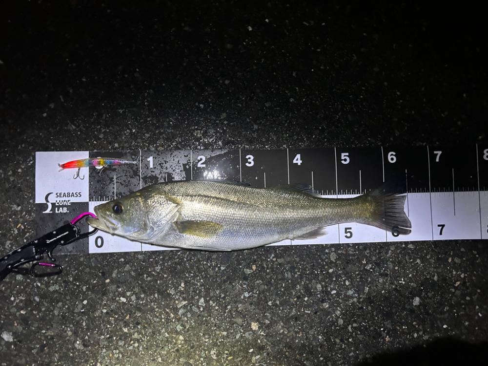 マイクロイワシパターン