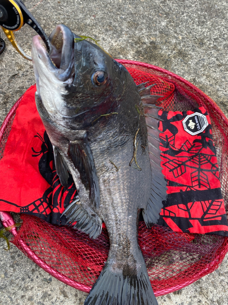 ヘチってきました