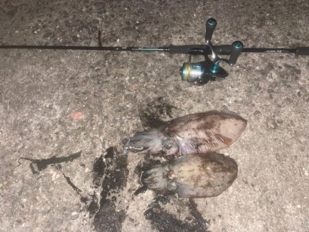 初のモンゴウイカ