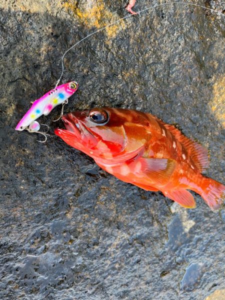 マキピタ&フリフリバイブ無双