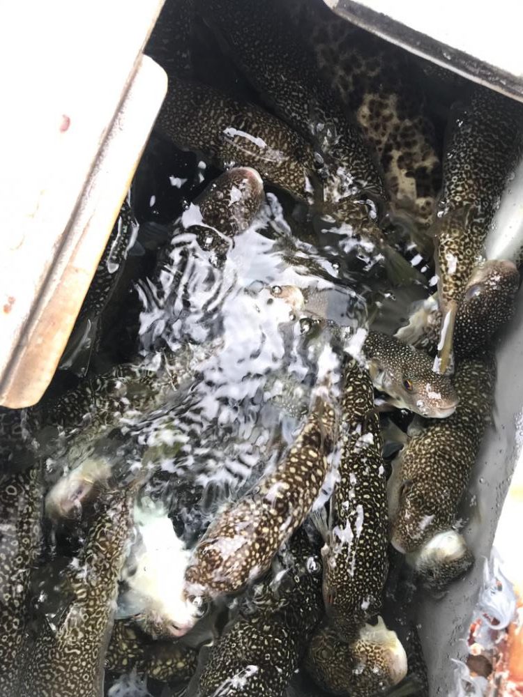 淡路室津の夏フグ 強者集団編