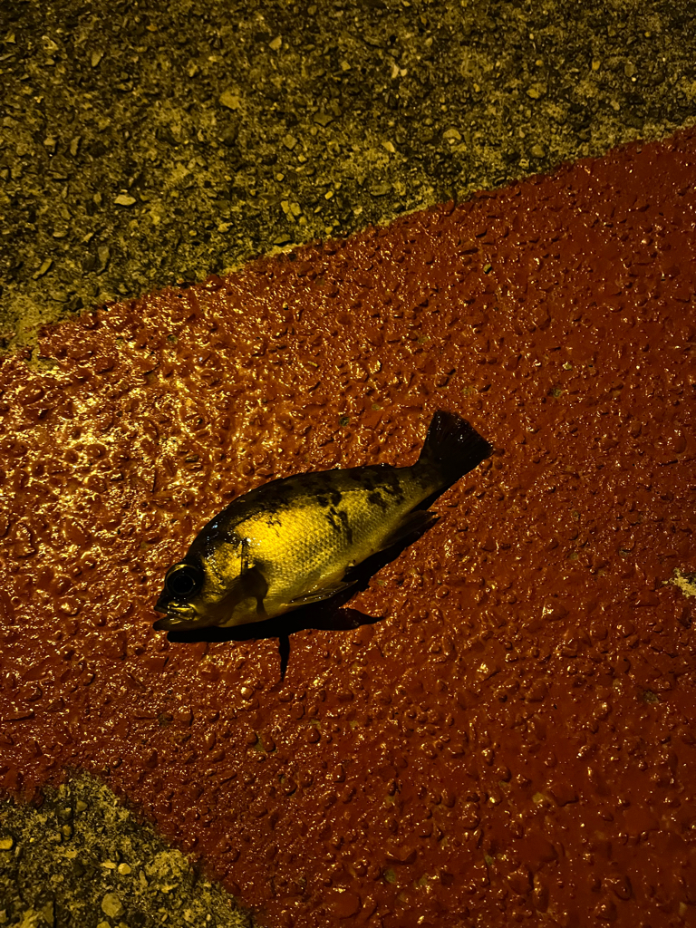 メバリング調査