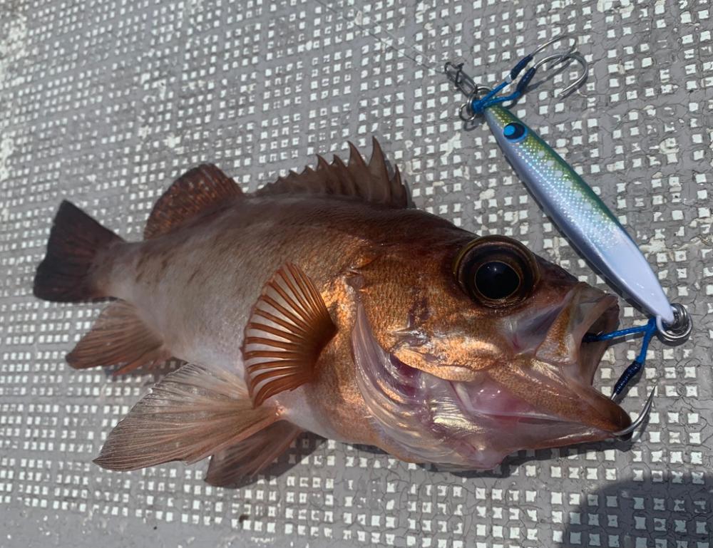 遊漁船 OceanDreamer でSLJ!!