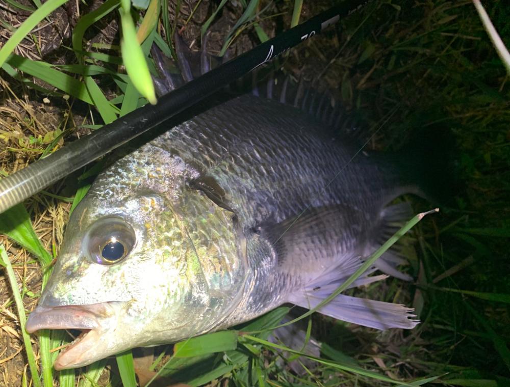 なんでも釣れる大阪湾