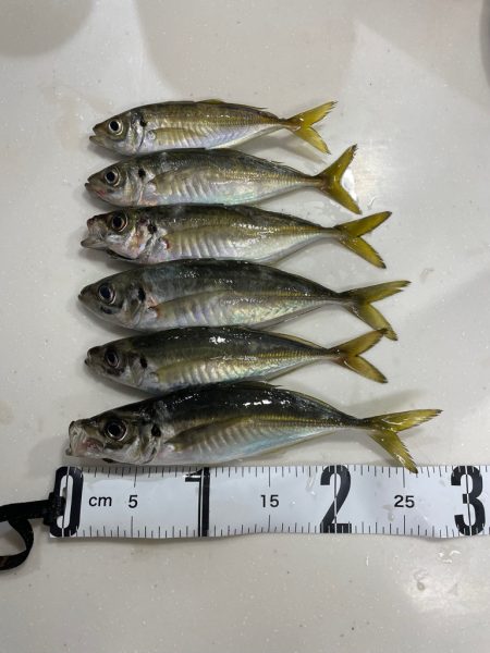 デイアジング🎣💕