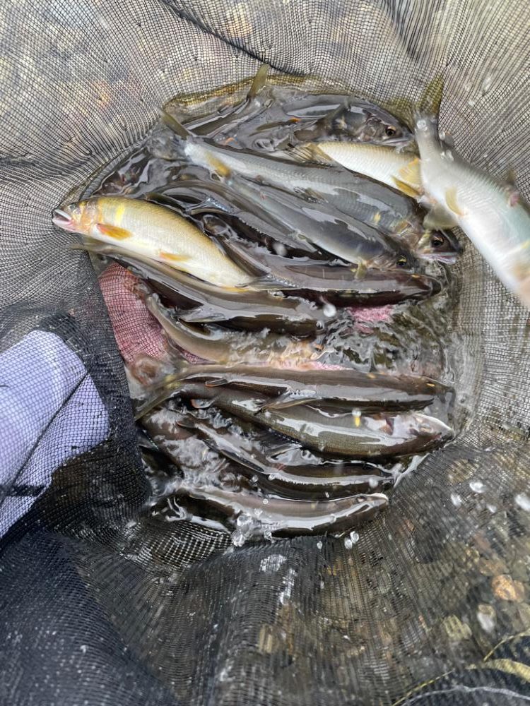 2023鮎掛け日誌6