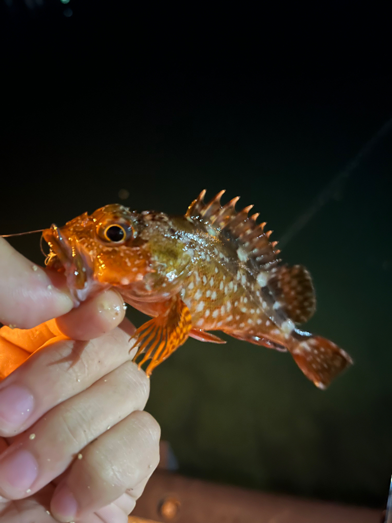 垂水漁港で根魚フィッシング