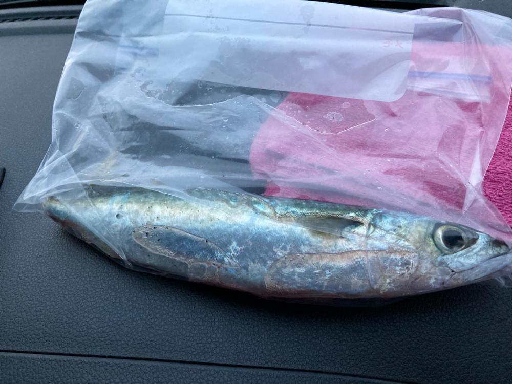 今年初の柏崎で釣行