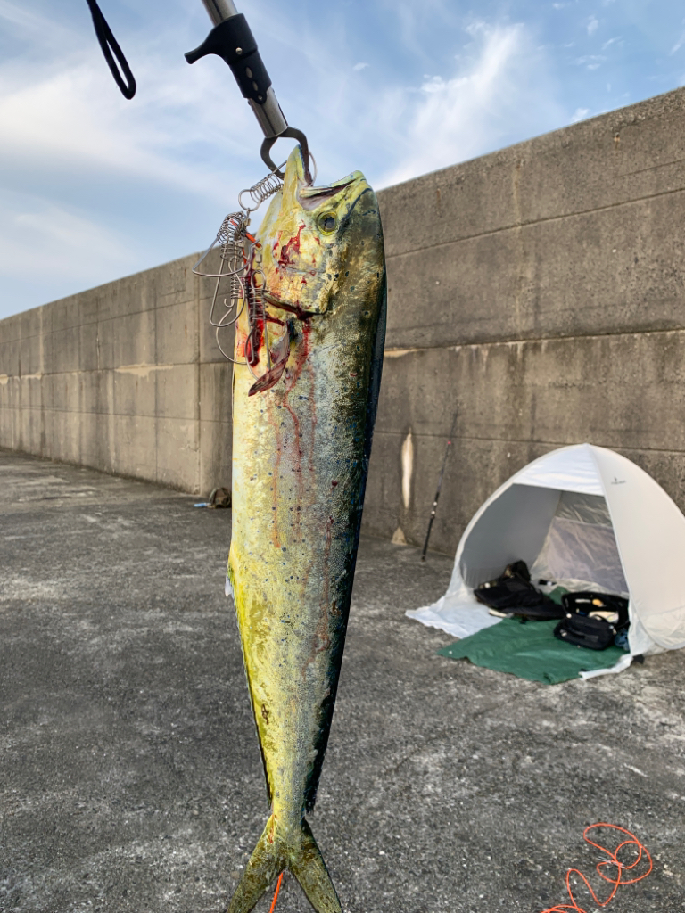 やっと出ました