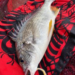 ヘチってきました