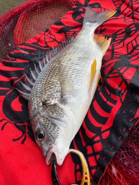 ヘチってきました