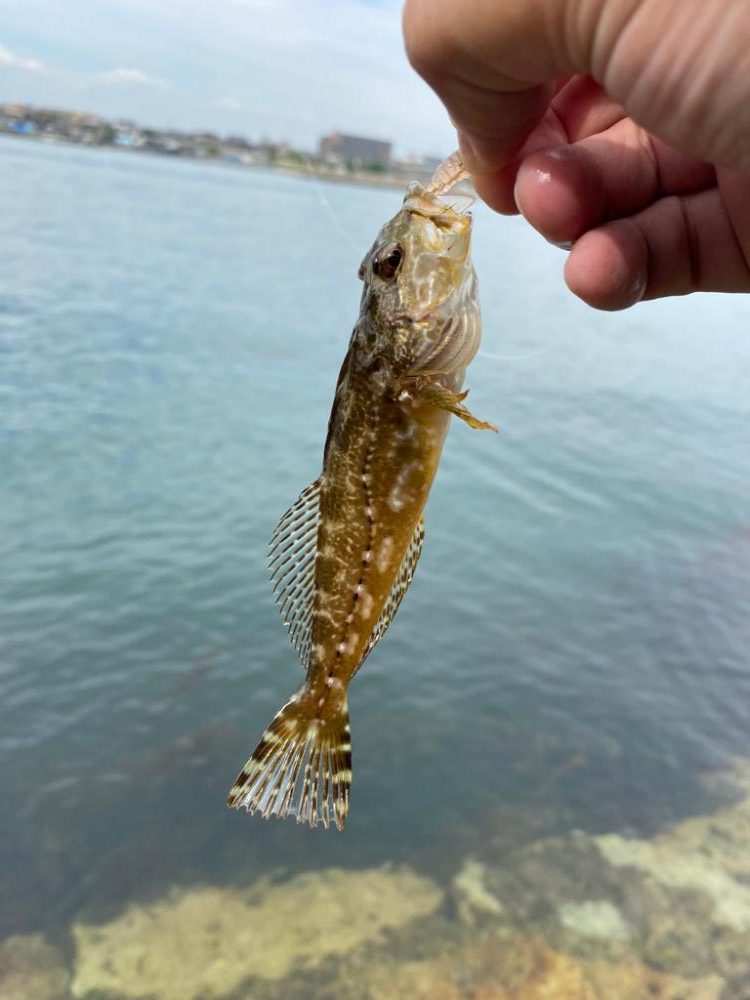 ちょい投げライトキスゲーム③