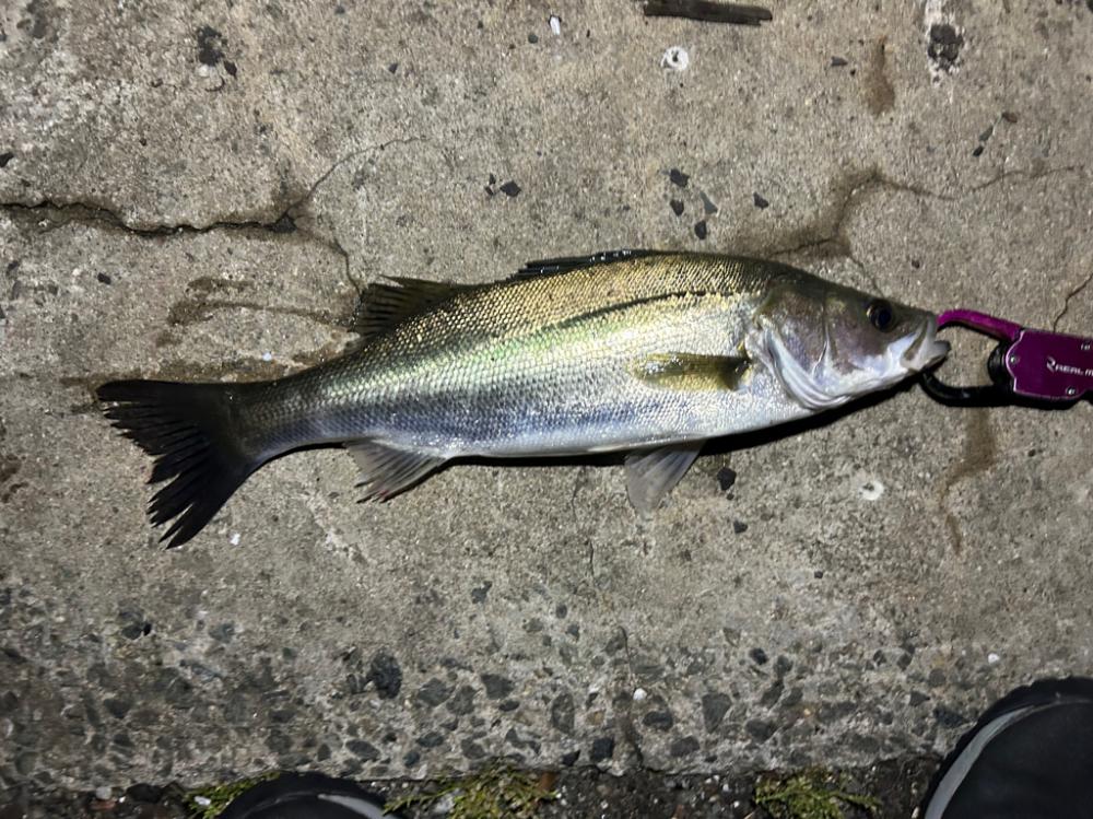 小潮とは思えない活性