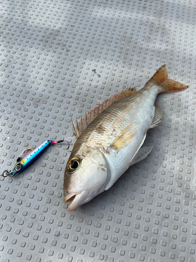 今が旬のSLJでイサキ