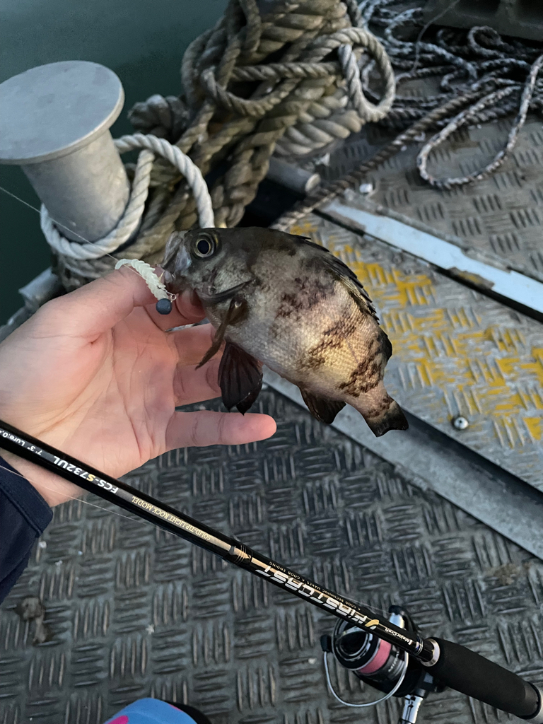 日本海ライトゲーム