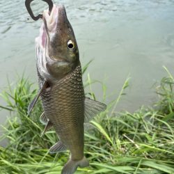 小ハスからのニゴイング