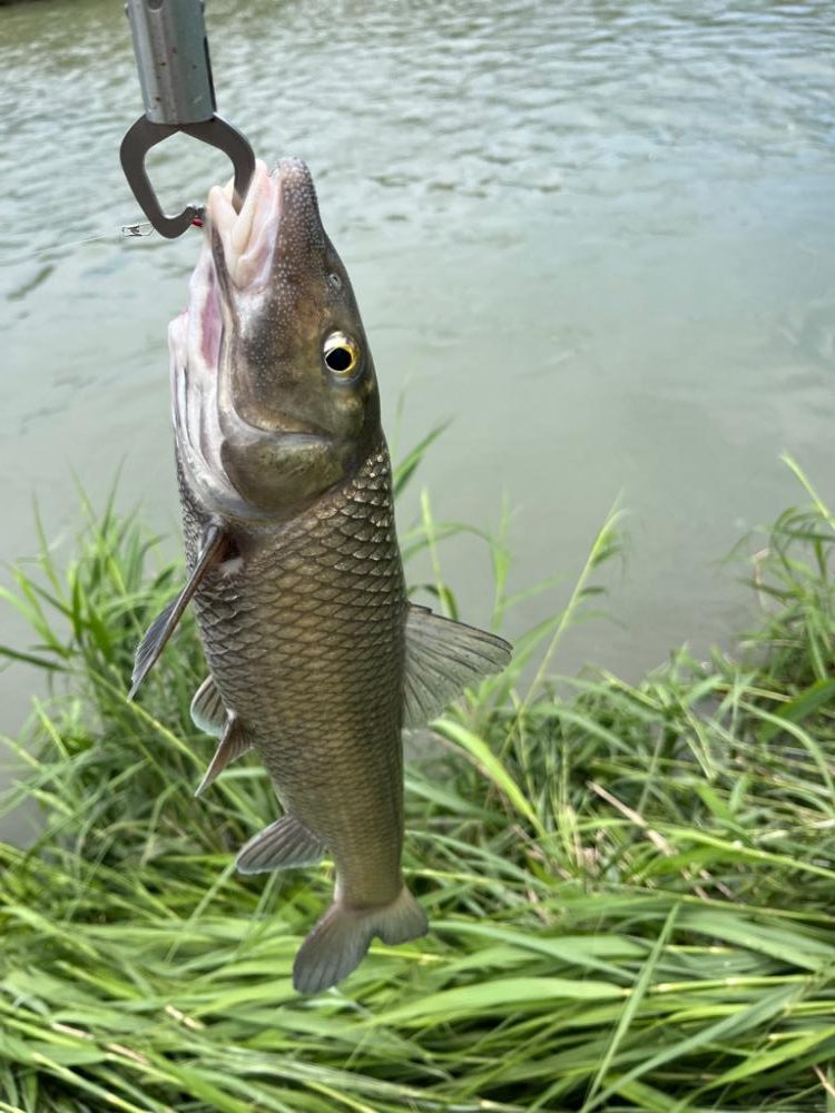 小ハスからのニゴイング