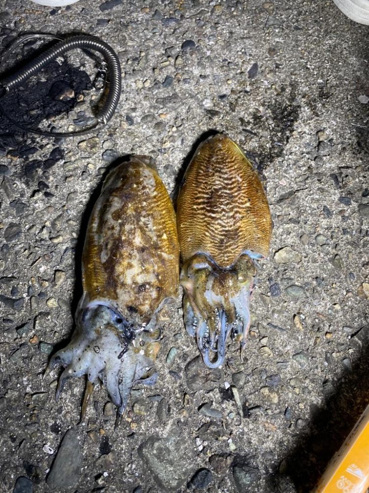 またまたコウイカ