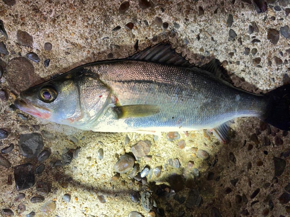 茶色の海シーバス