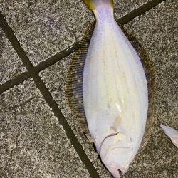 ガシラパターン