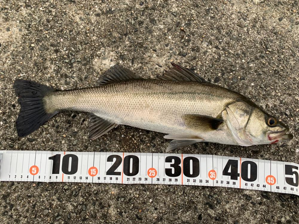 朝マヅメシーバス　3本