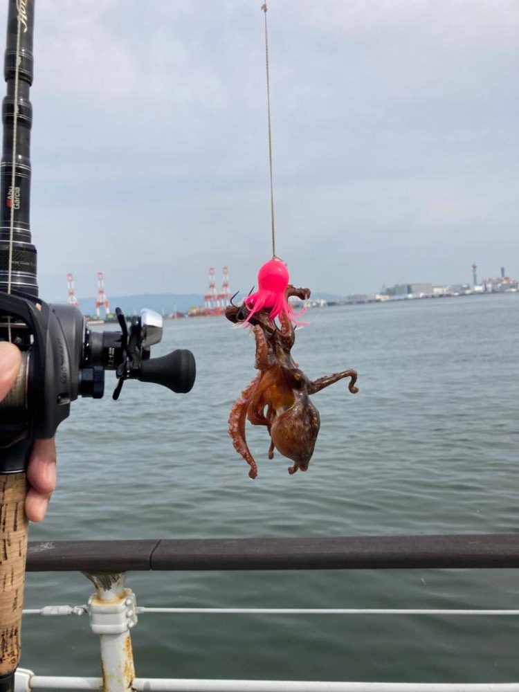 二刀流するも。仔蛸4杯が癒しだった湾奥。。。