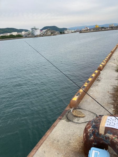 一昨日釣れた興奮今一度！