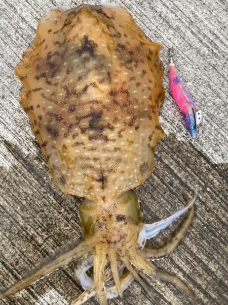 春イカ？夏イカ？とにかくＫオーバー