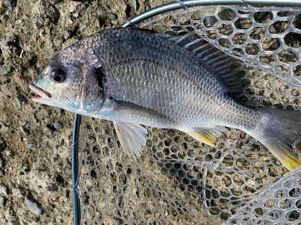 チニング 淀川 夏爆までもう少し