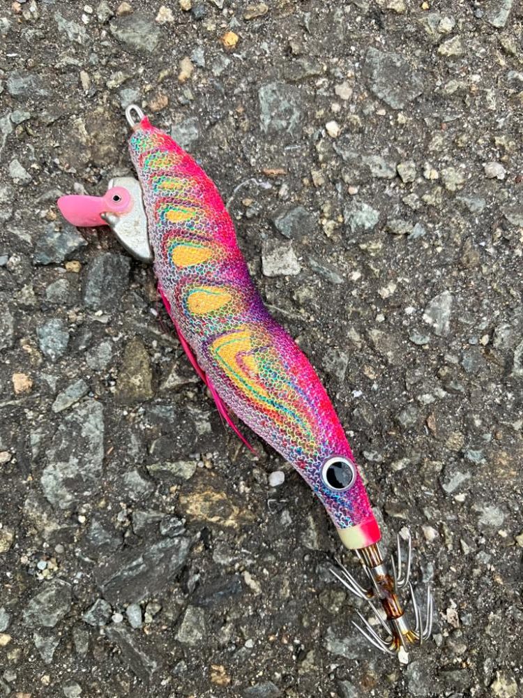 やっと今季2杯目のアオリイカ!(^^)