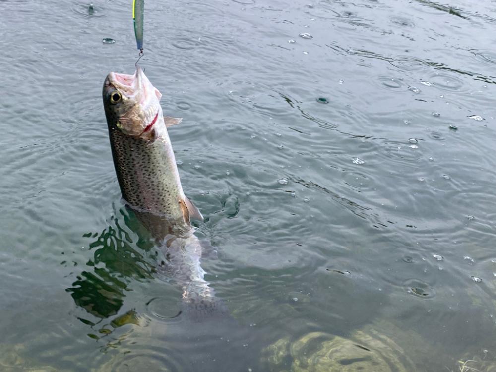 高島の泉さんでエリアトラウト