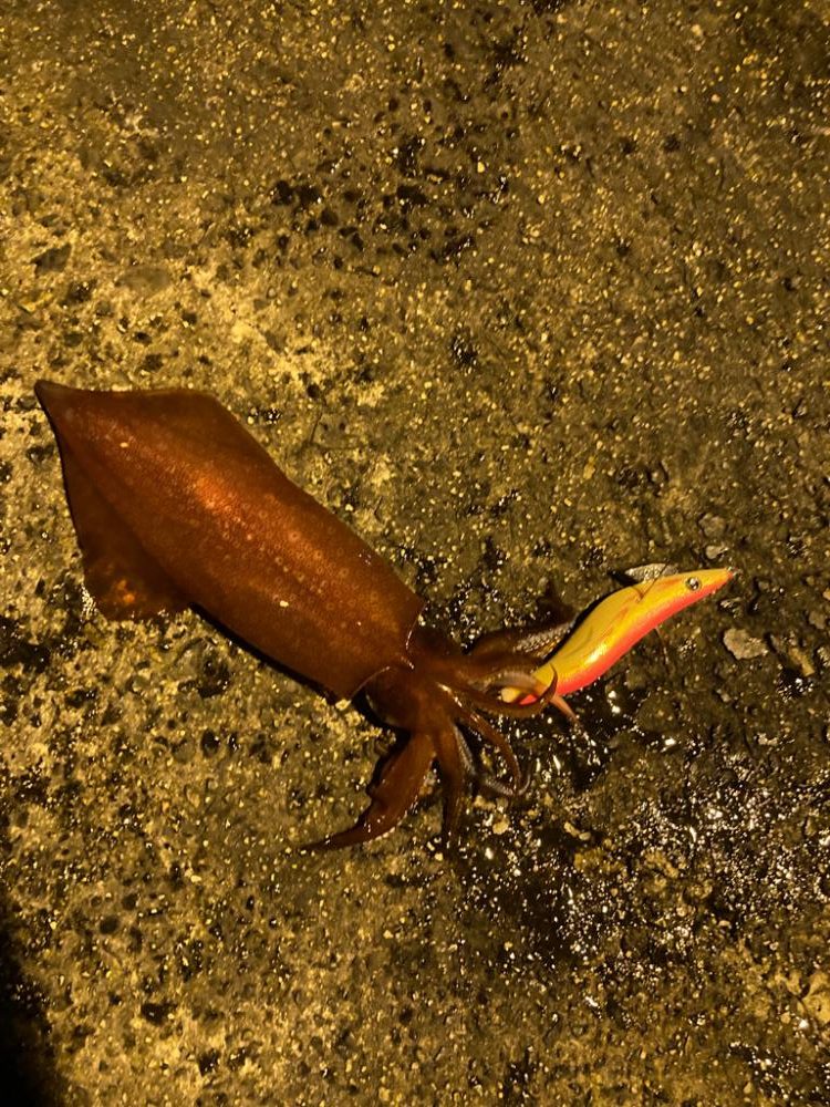 初青海島ナイトエギング!