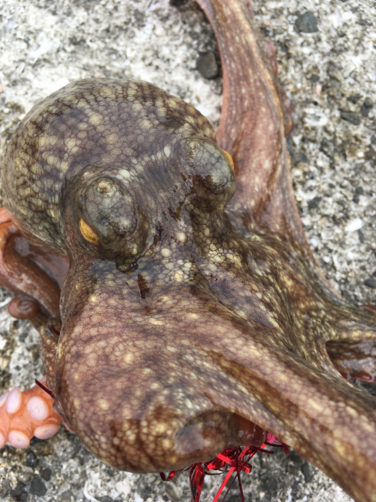 【タコフィネス】 南港で4690g、計14杯。