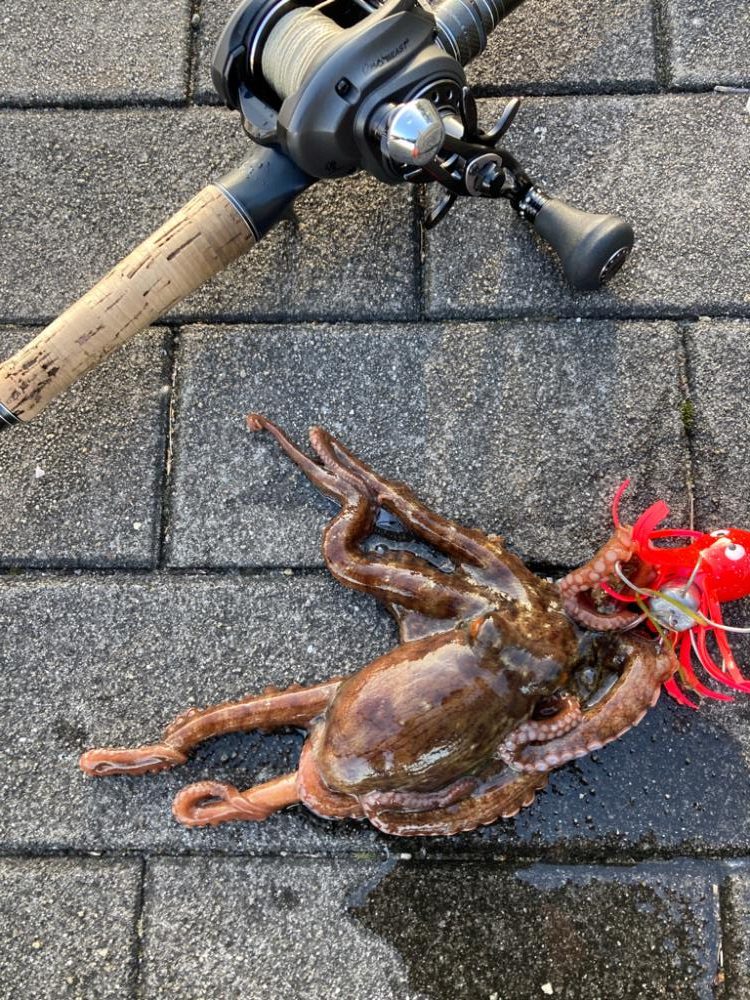 ライバル多過ぎな中。何とか5蛸。。