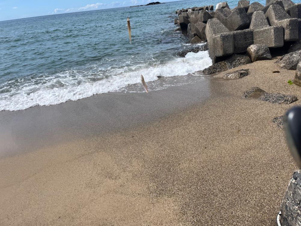 日本海キス釣り