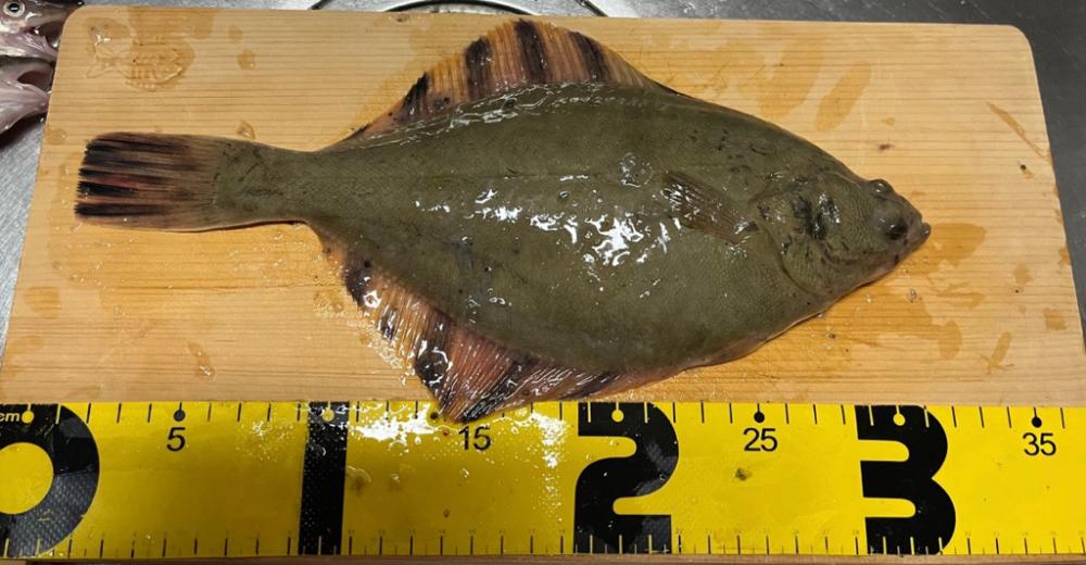 北海道移住後の釣初め