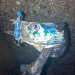 ライトゲーム🎣