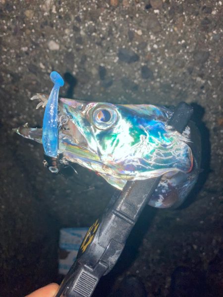 ライトゲーム🎣