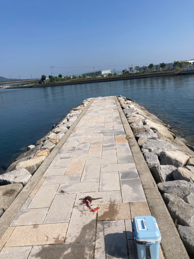 今年初のマダコ