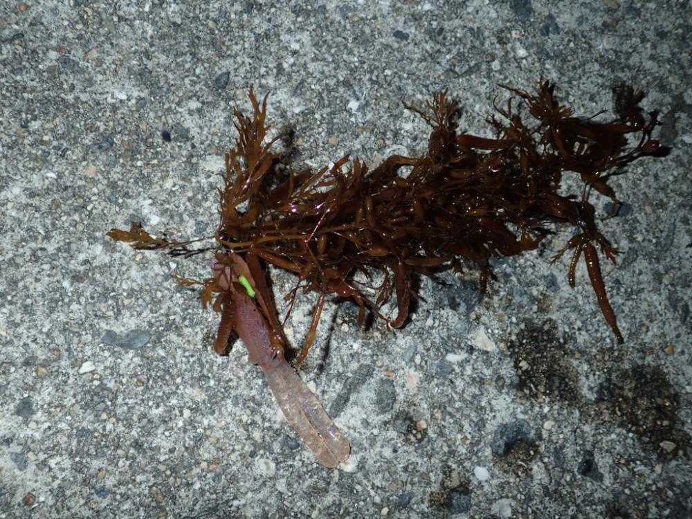 フリーリグでウィード攻略。