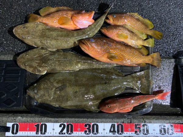 アコウ狙いのボート釣行