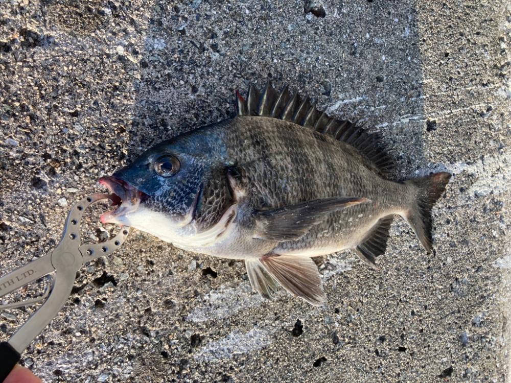 大潮のポカポカ陽気日にエビ撒き好調!