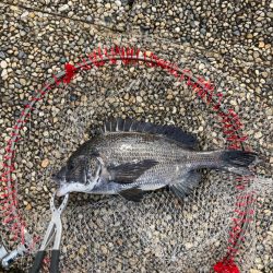 魚の活性高いです