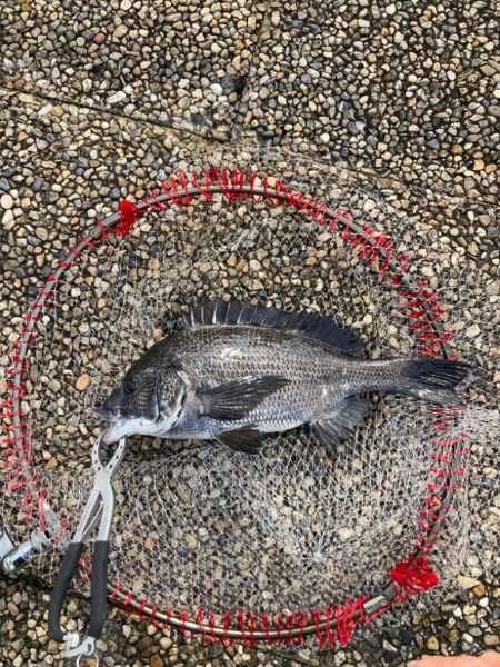 魚の活性高いです